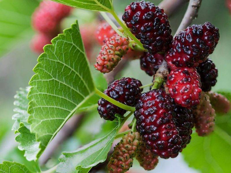 Шелковица купить саженцы из питомнике в Майкопе