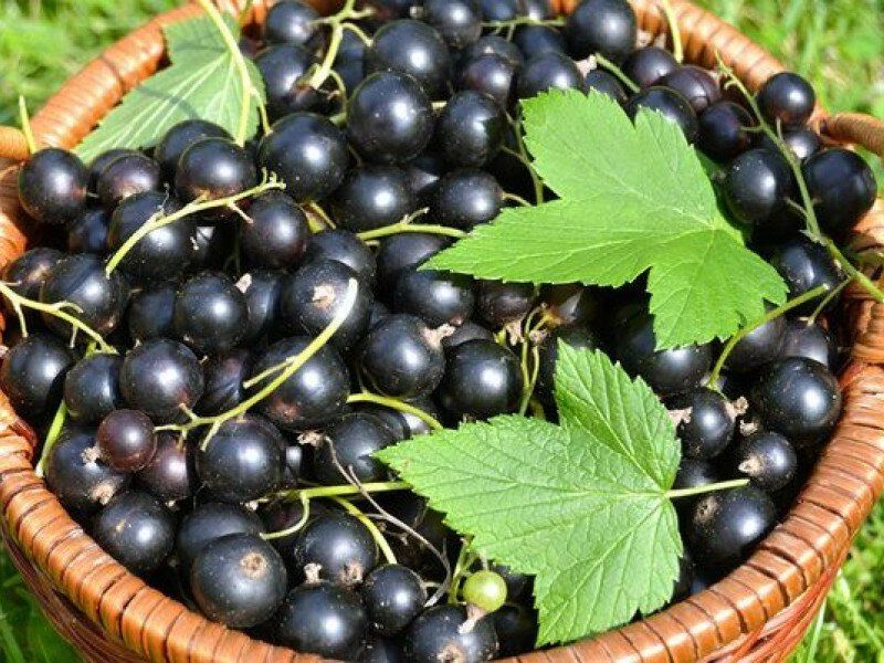 Смородина купить саженцы из питомника в Майкопе
