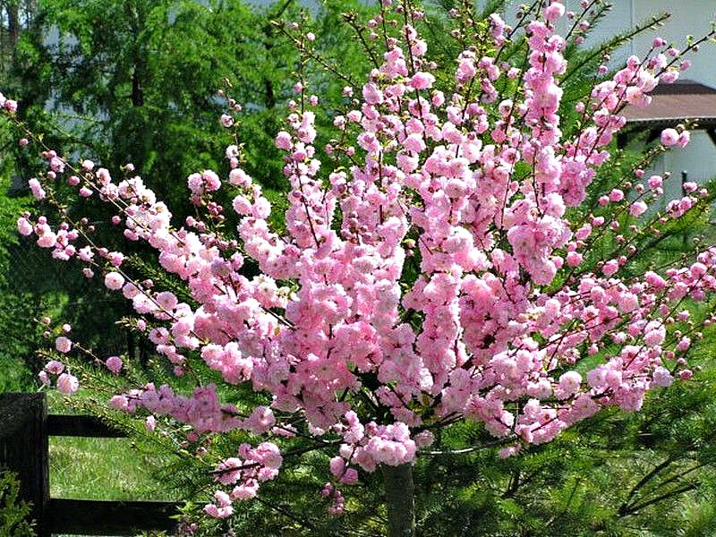 Миндаль купить саженцы из питомника в Майкопе