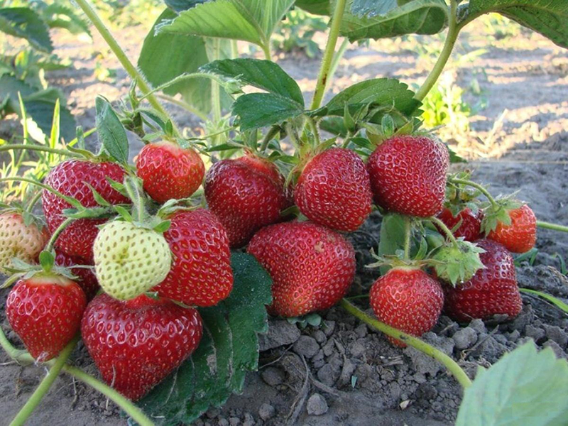 Клубника купить саженцы из питомника в Майкопе