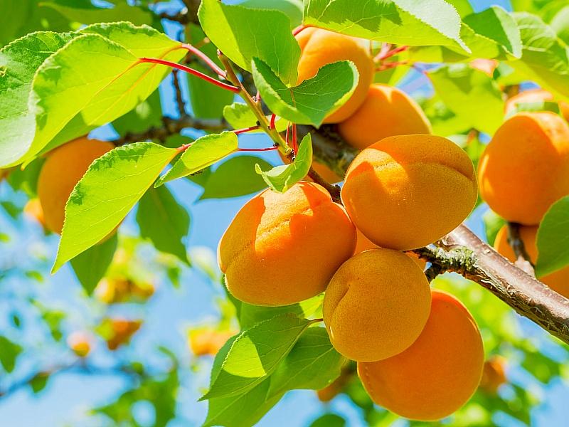 Абрикос купить саженцы из питомнике в Майкопе