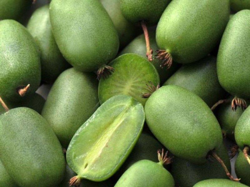 Актинидия купить саженцы из питомнике в Майкопе