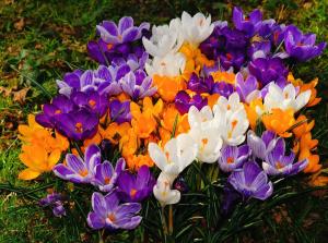 Крокус МИКС 15шт.